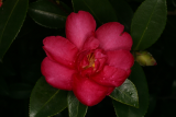 Camellia sasanqua RCP12-06 030.jpg